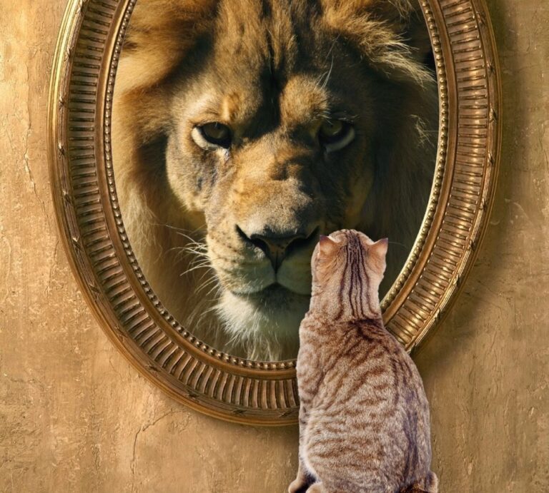 cat-looking-in-mirror-sees-lion-1024x922-1